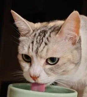 고양이가 미지근한 물을 마시고 싶어하는 이유