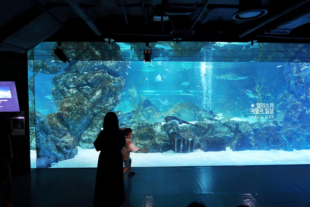 코엑스 아쿠아리움 입장권 할인예약 방법, 대중교통 가는 방법, 참물범 펭귄 비버 상어 보러가자!