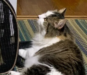 고양이를 동물 병원에 데려갔을 때 대기실에서 주인이 하지 말아야 할 일