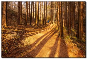 화인산림욕장 옥천 가볼만한곳 추천 명소 산책로 주차