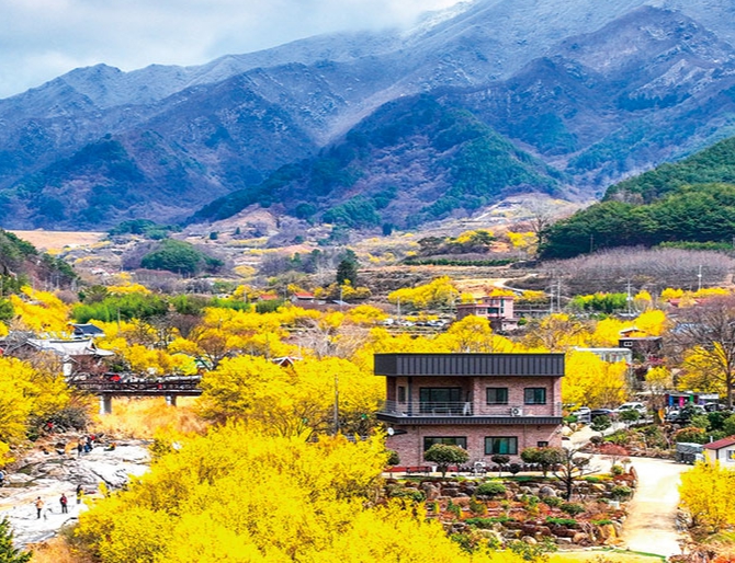 전남 산수유꽃축제