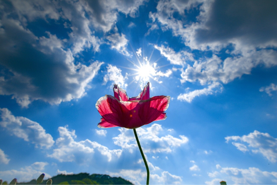 원주 용수골 꽃양귀비 축제