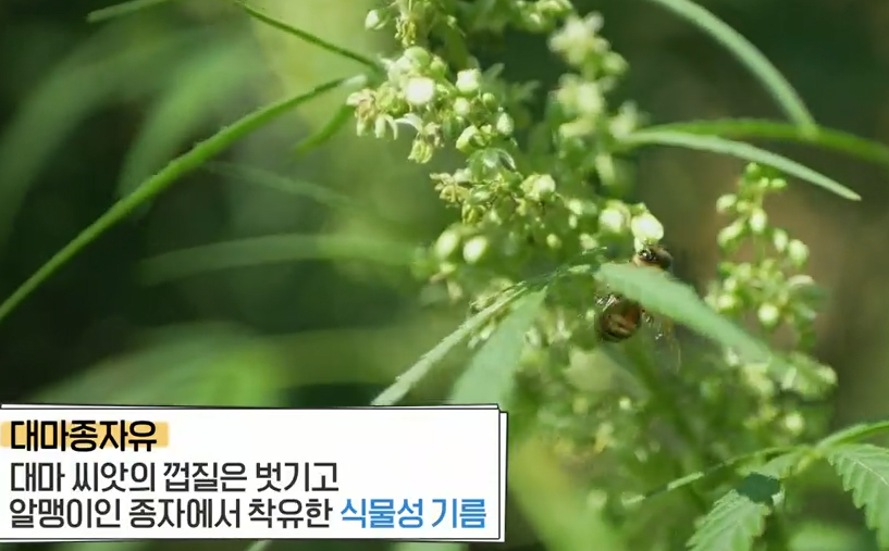대마종자유
