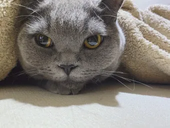 고양이가 눈물 흘리는 이유 눈물관리 가이드_11