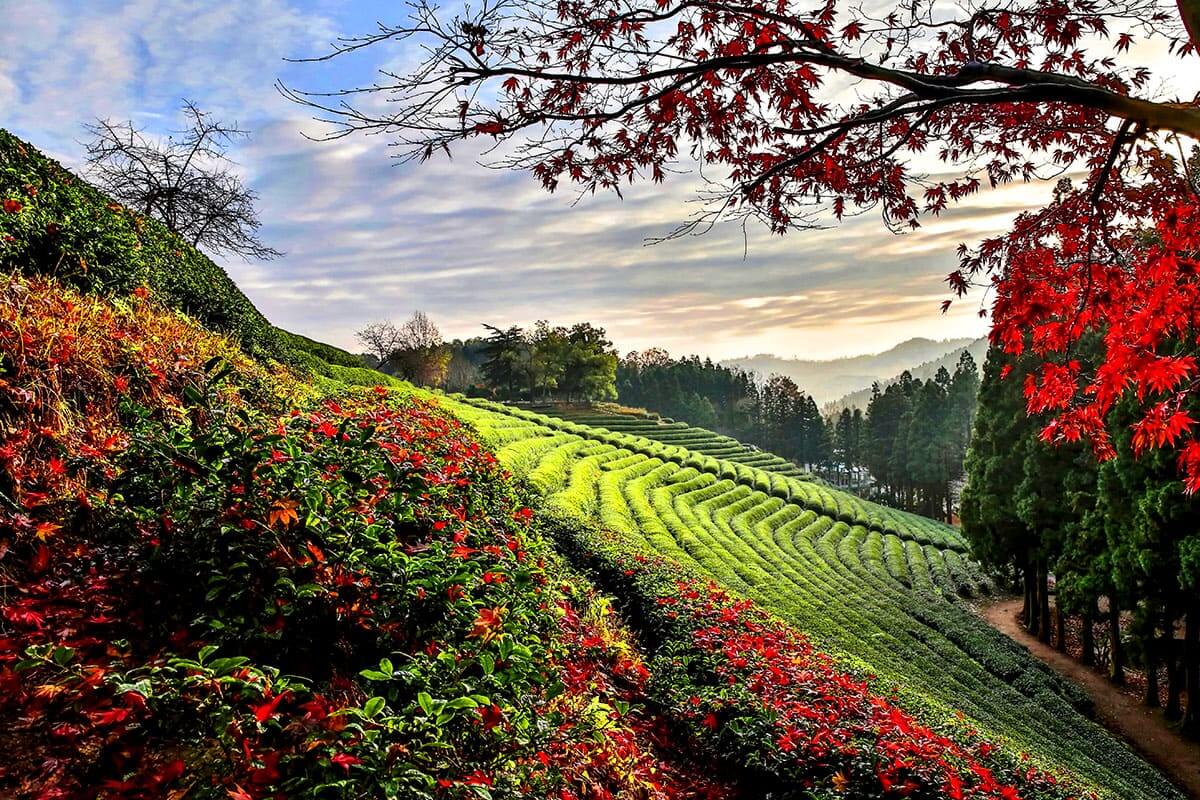 전라도 가을 여행지 추천 : 단풍으로 물든 힐링 코스 10선 (2025 최신판)