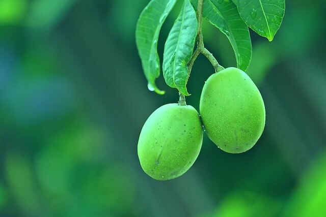 매실 수확시기 완벽 가이드
