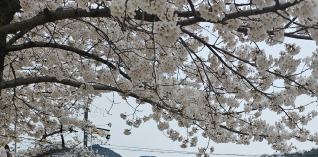 4월 식목일과 어울리는 벚꽃 풍경으로, 만개한 벚꽃 가지 아래 하늘과 전선이 보이는 모습