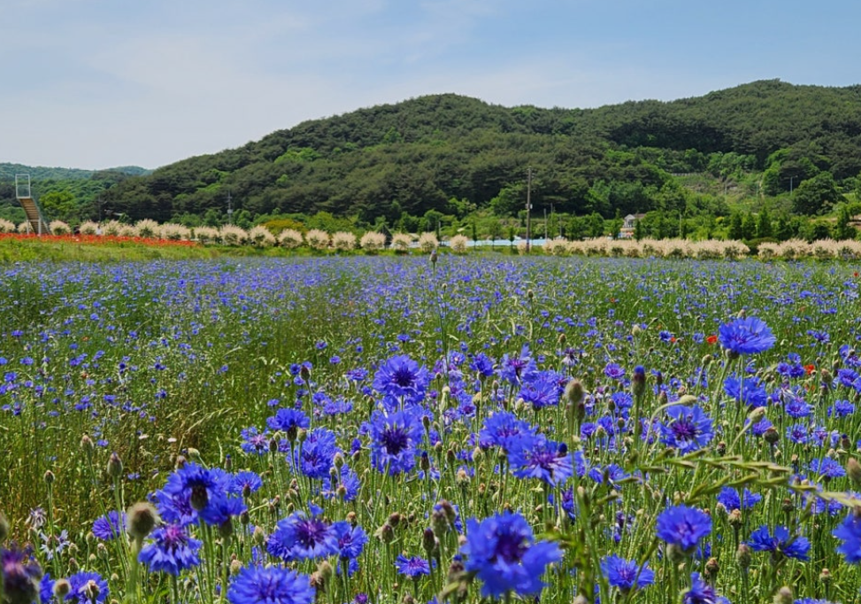 하동 북천 꽃양귀비축제3