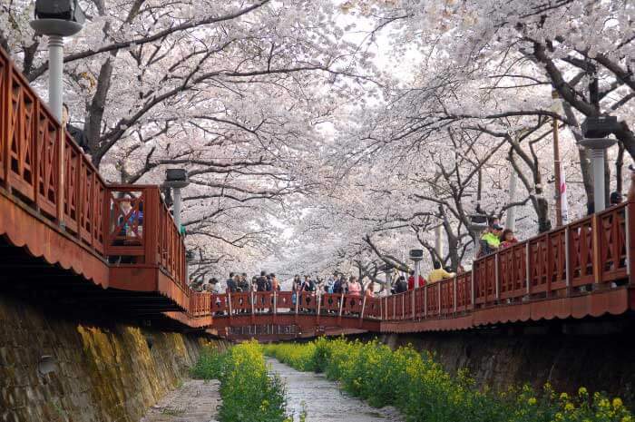 2024 전국 벚꽃 명소 추천