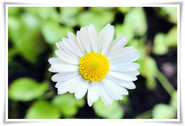 &quot;마가렛&quot; 상큼함으로 일상을 물들이는 꽃, 키우기부터 활용까지 완벽 가이드!