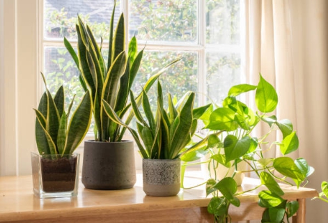 아파트 화단에 잘 가꾸어진 꽃의 사진