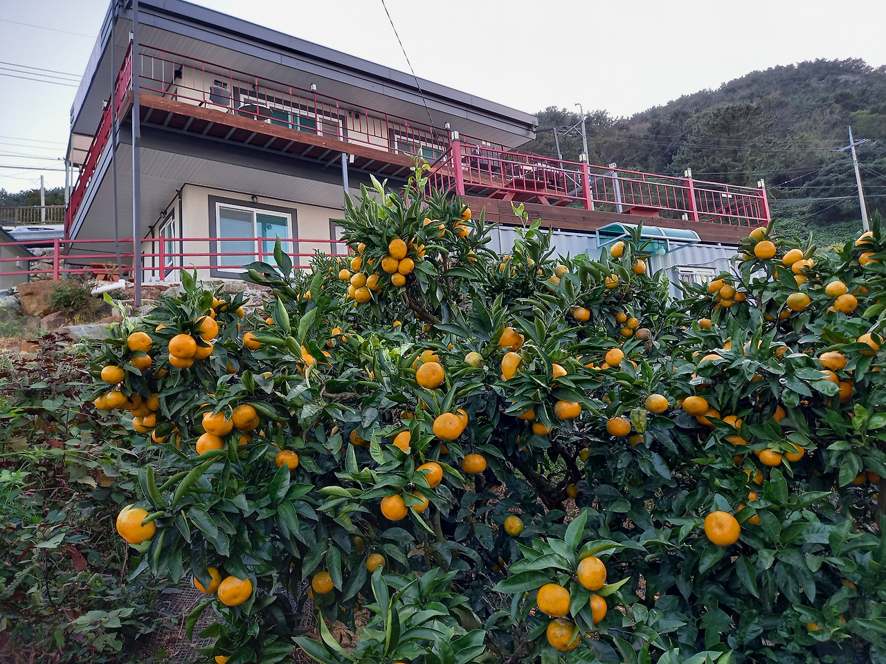 욕지도 1박 3식 밀감밭 펜션