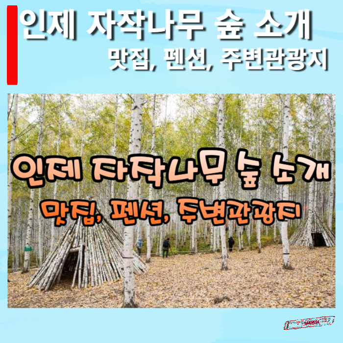 인제-자작나무-숲-소개
