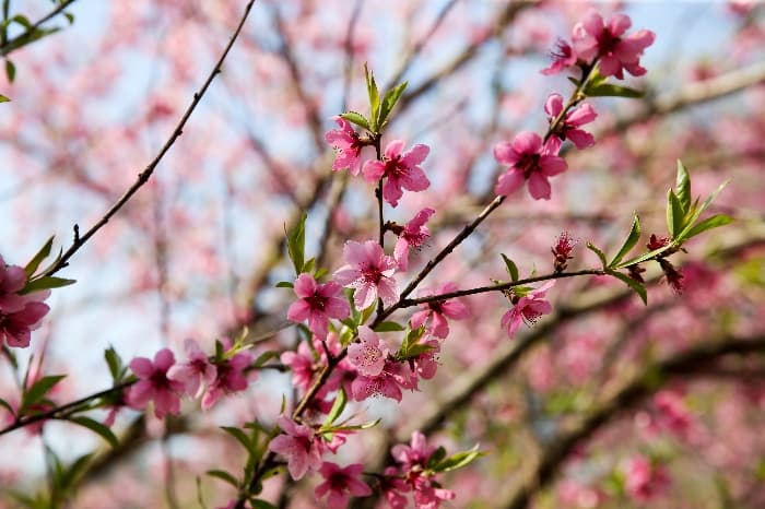 [4월 축제]서울근교 봄꽃 축제❘부천 춘덕산 복숭아꽃 축제❘복숭아꽃 개화가 절정이에요. 맛집 추천