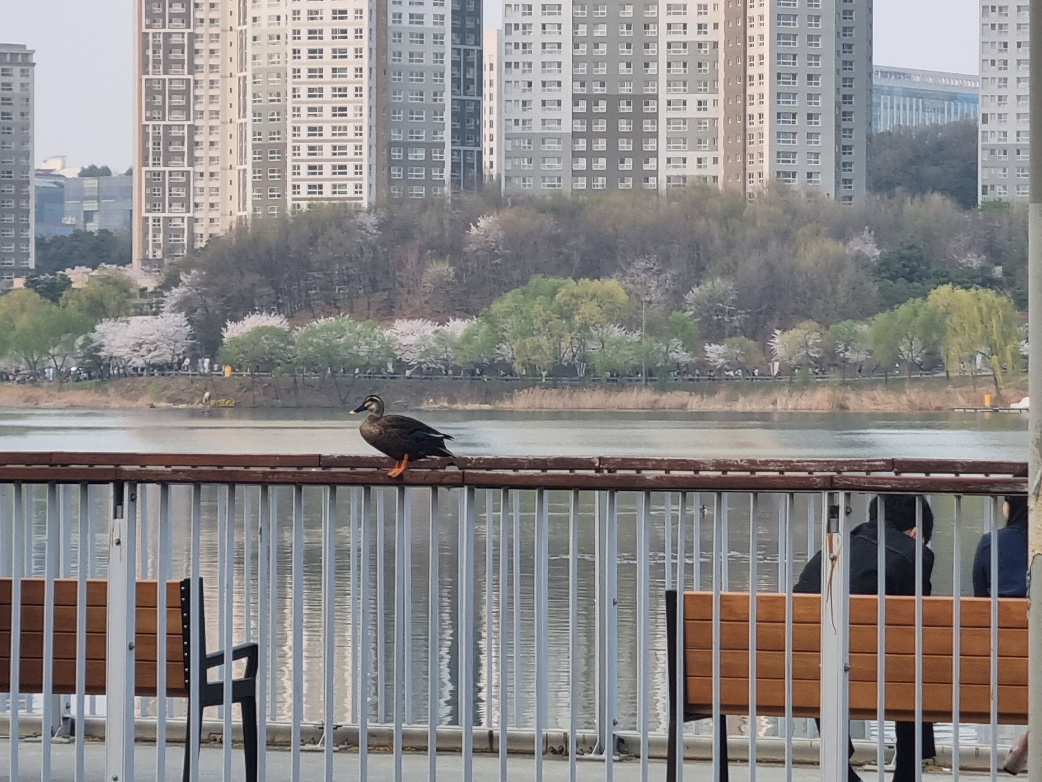 아이와 함께 산책