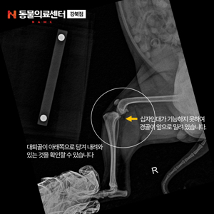 강아지 십자인대 파열: 원인, 증상, 진단, 치료