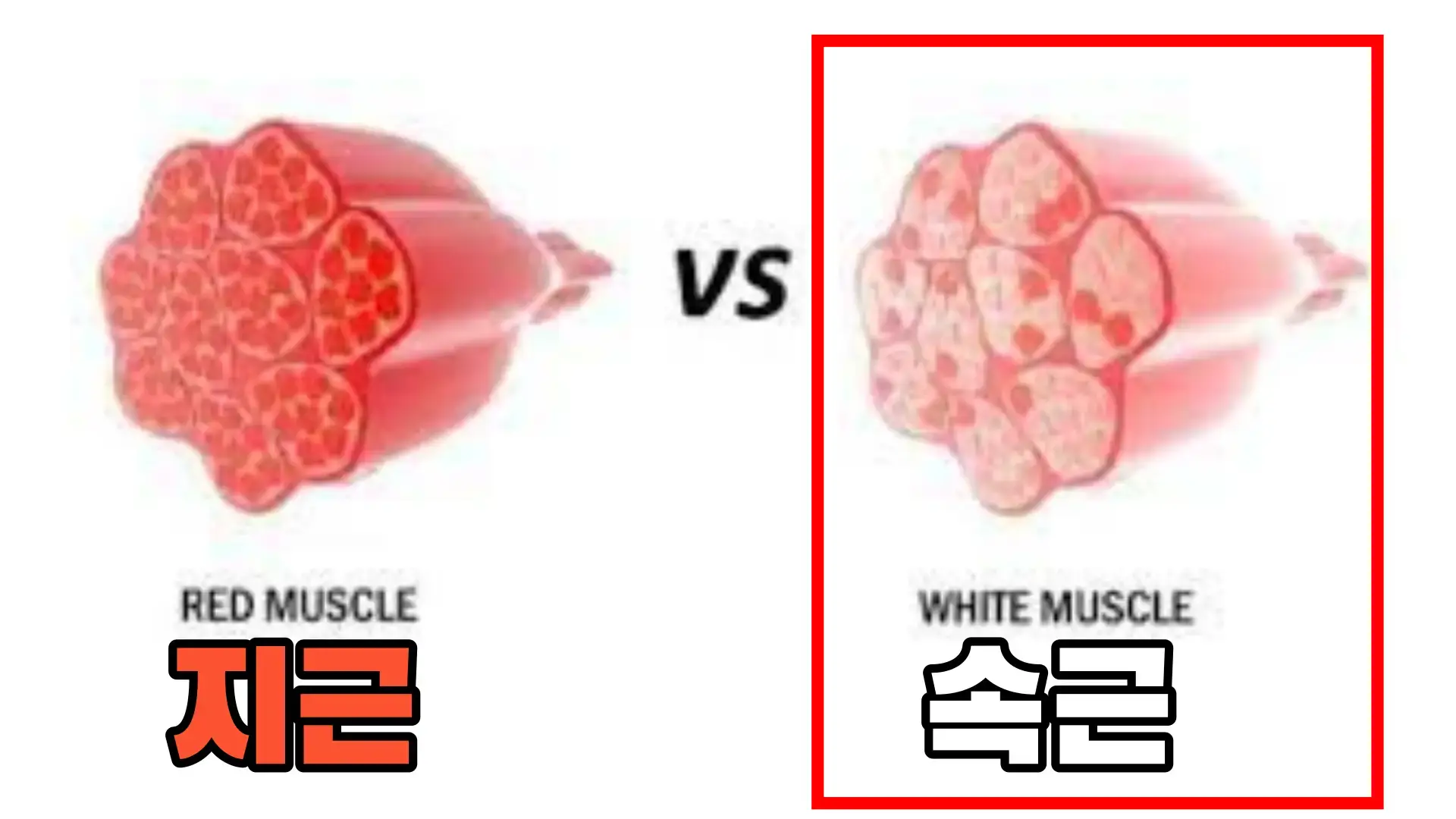 지근-속근-강조
