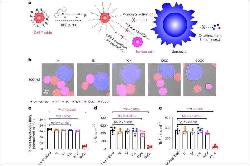 획기적인 암세포 방어용 갑옷 'CART 치료법' A suit of armor for cancer-fighting cells