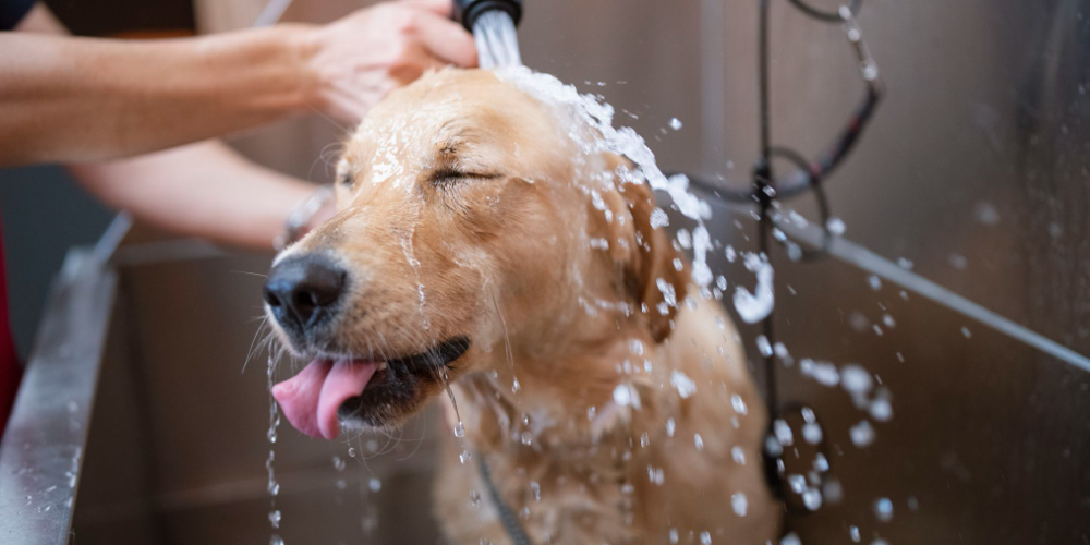 강아지 목욕 주기 7