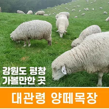 강원도 가볼만한곳