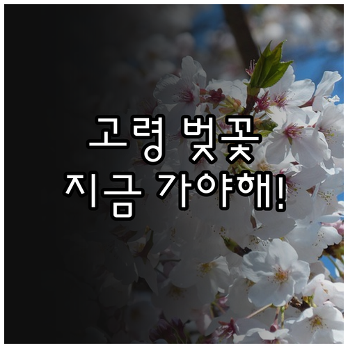 경북 고령 벚꽃 개화 예측일과 사진 ..