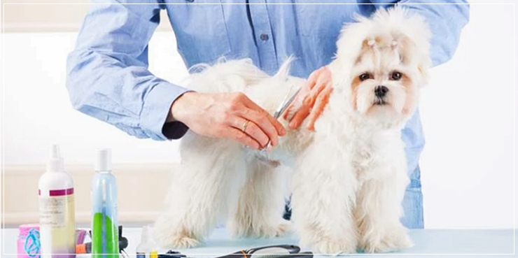 반려동물학과전문대