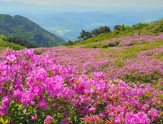 [5월 봄꽃 축제]2025 영주 소백산 철쭉제❘기본 정보, 프로그램, 개화상황 정리