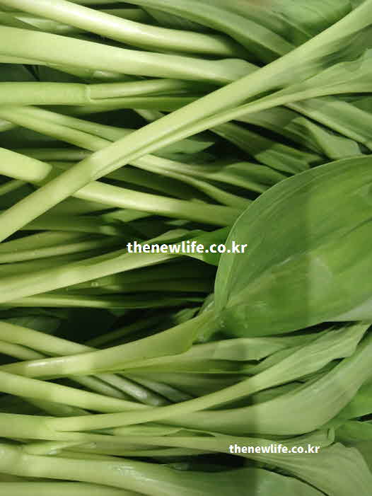 명이나물 효능 염증 제거 캠프페롤