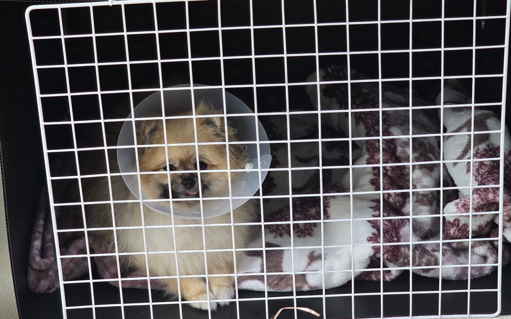 슬개골 탈구 수술 후 운동 제한 중인 강아지