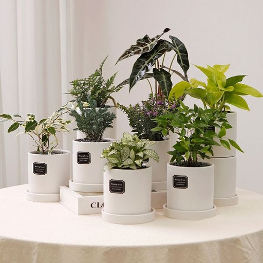 글의 이해를 돕기 위한 공기정화 식물 이미지