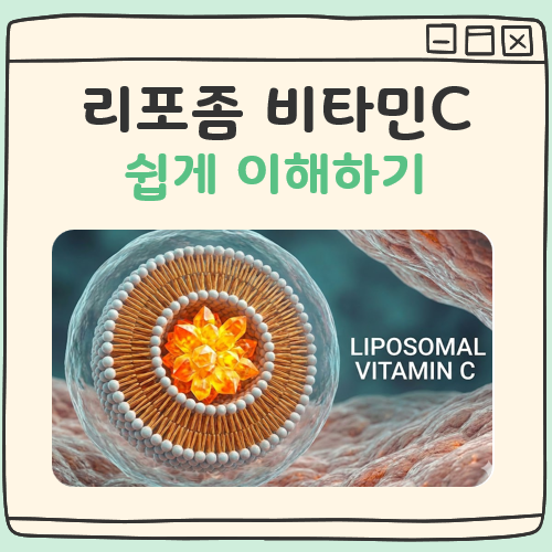 리포좀 비타민C란 대표 이미지
