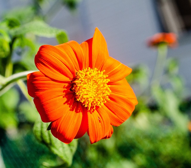 함안 강주 해바라기 축제 일정