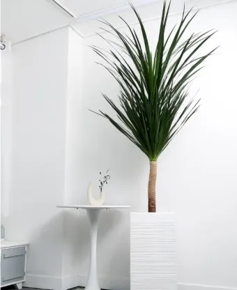 드라세나 키우기 물주기 가지치기 번식방법 흙배합 가이드_9