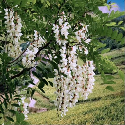 꽃이 만개한 아카시아꽃