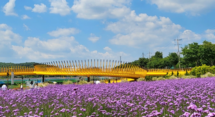 장성 황룡강 꽃길