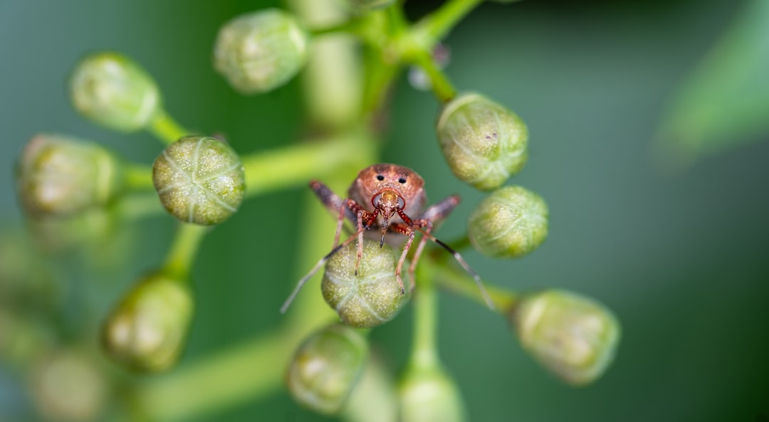 Pesticide
