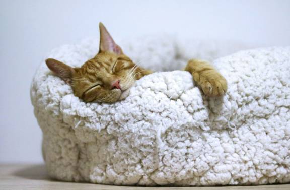 털로 된 바구니에서 잠을 자고 있는 고양이