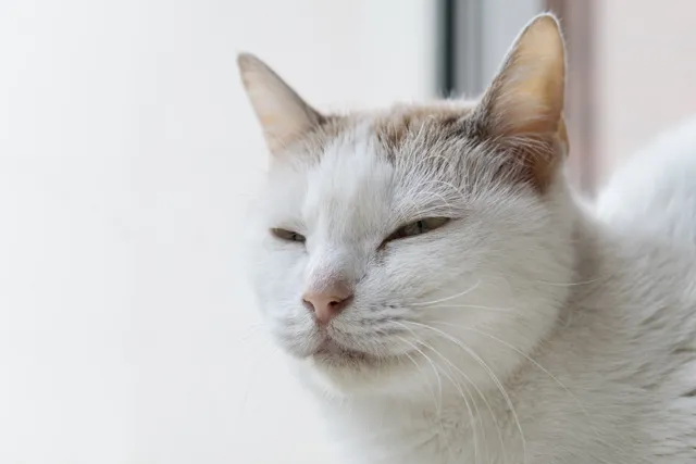 &amp;quot;고양이