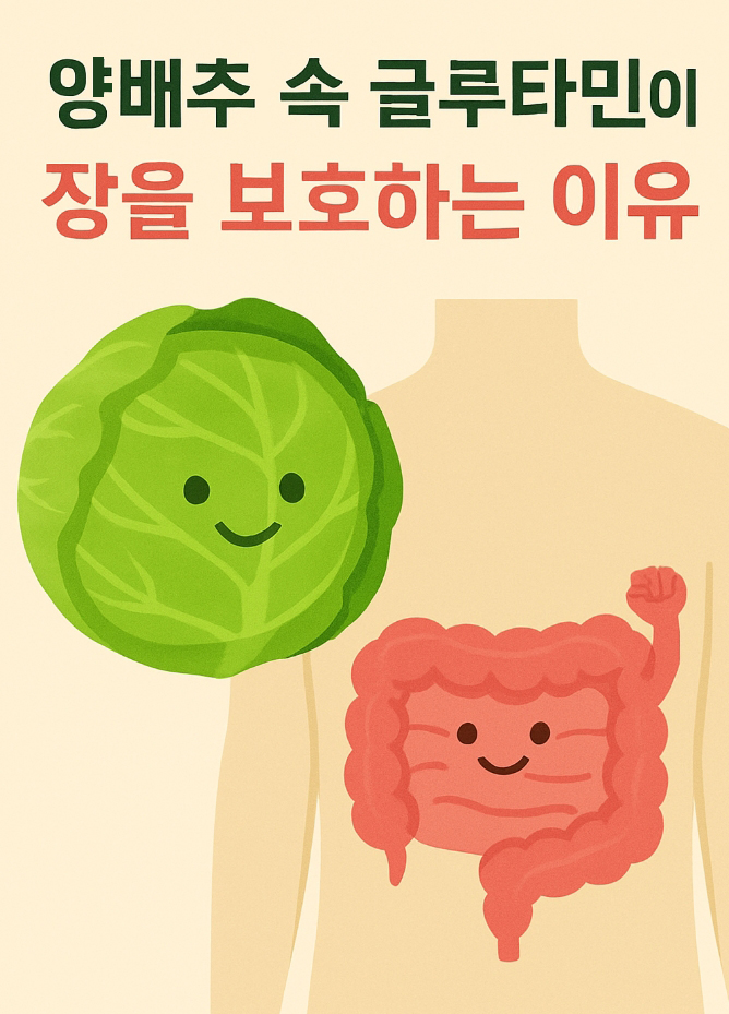 양배추와 글루타민