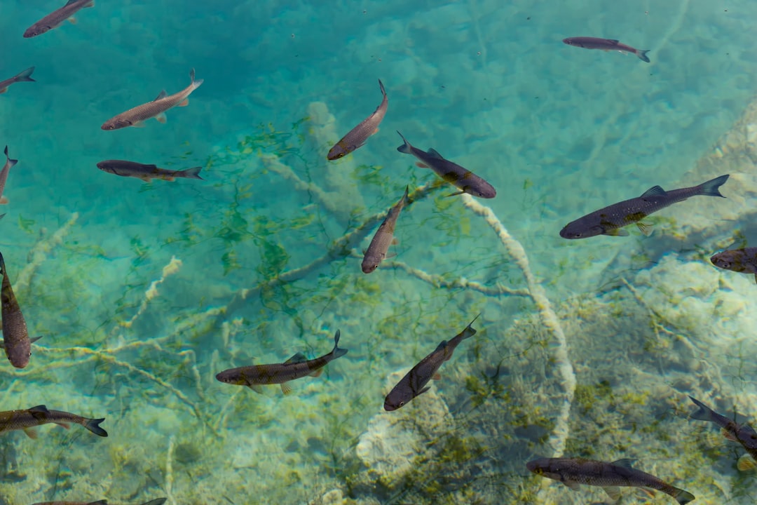 Lake trout