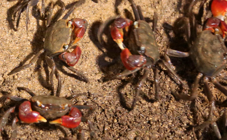 속초 테라크랩팜