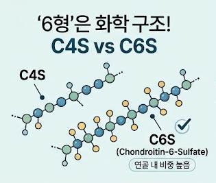 철갑상어-콘드로이친-6형-효능-리포좀-흡수-추천-제품
