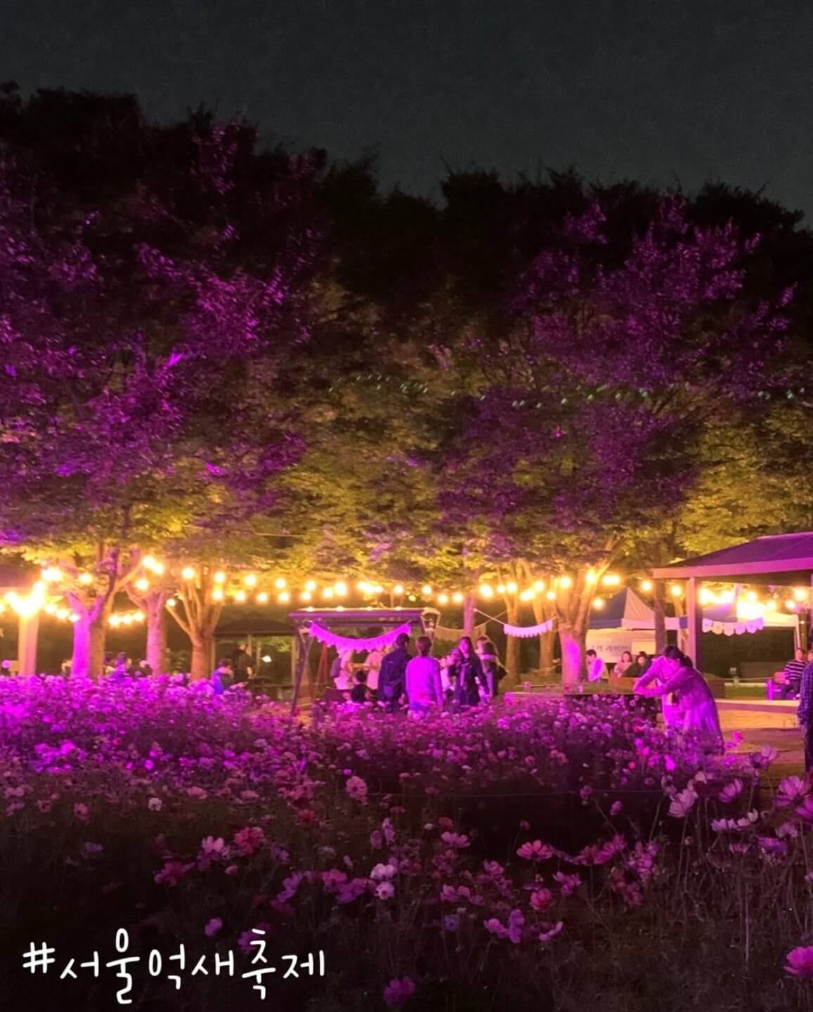 하늘공원 억새축제기간