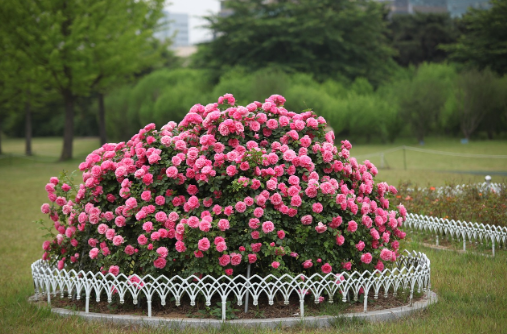 전북 장미축제 장미공원 모습