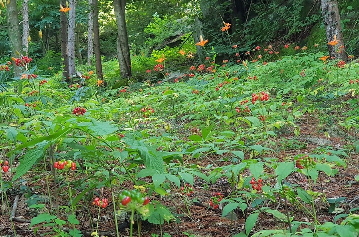 극한직업-산양삼-