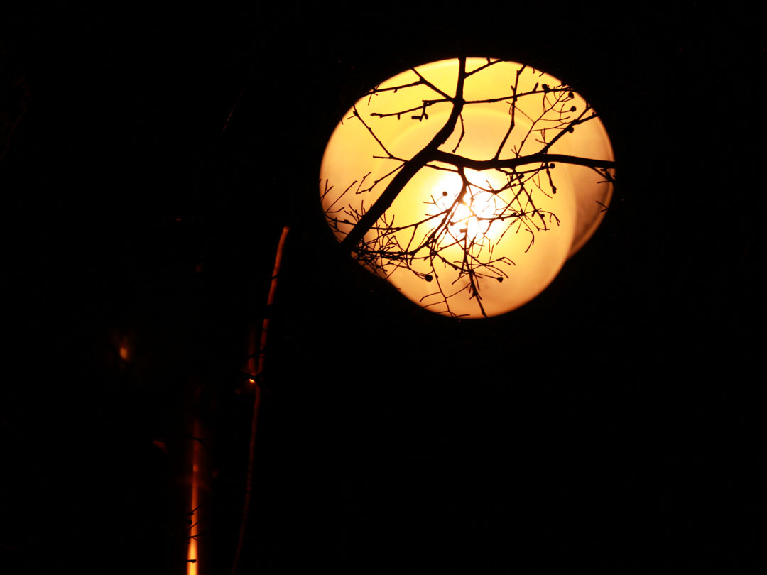 어둠으르 밝혀주는 가로등에 비친 나뭇가지 무료이미지