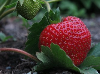 올팜 맞팜 친구 맺기