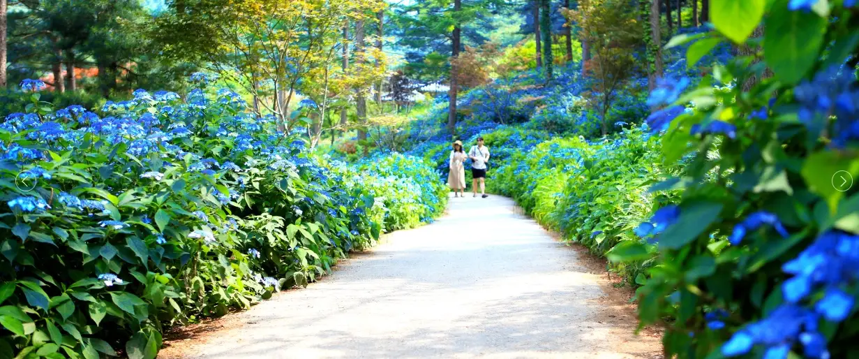 아침고요수목원-입장료-운영시간-관람안내