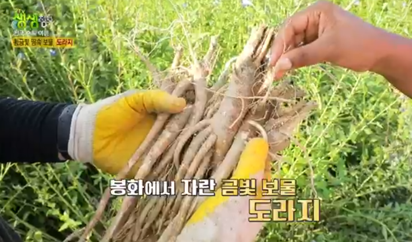 경북 봉화 도라지&amp;#44; 도라지정과&amp;#44; 도라지청 주문방법