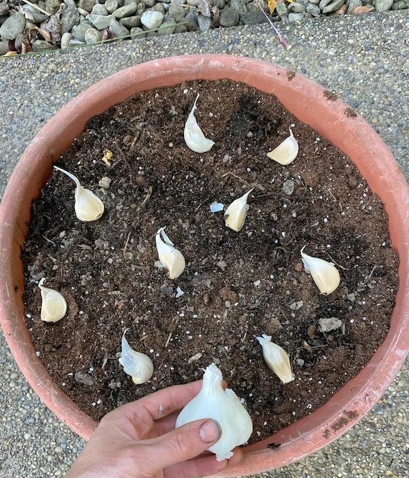 화분에 마늘 심는 방법